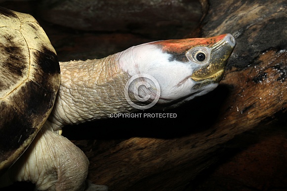 Painted terrapin (Batagur borneoensis) Painted terrapin (Batagur borneoensis)