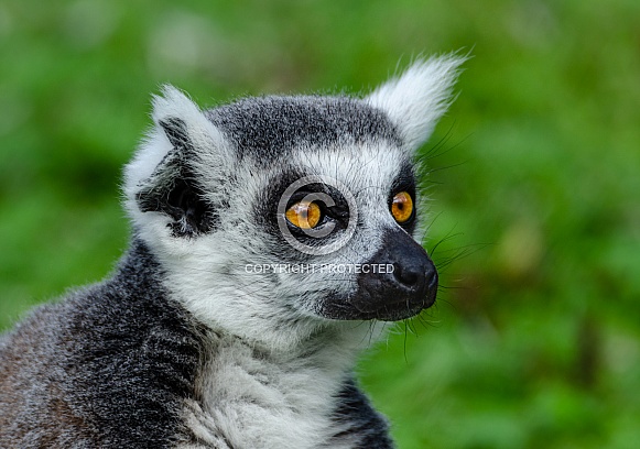 Ring-Tailed Lemur