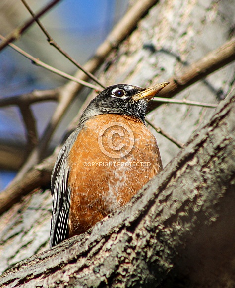 Robin Red Breast