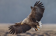 White tailed eagle or European Eagle