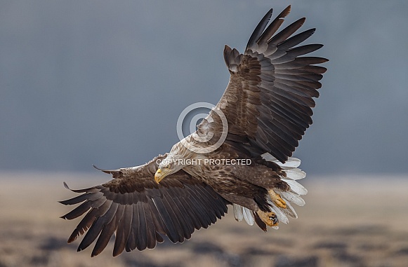 White tailed eagle or European Eagle