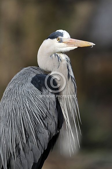 Grey Heron (Ardea cinerea) Grey Heron (Ardea cinerea)