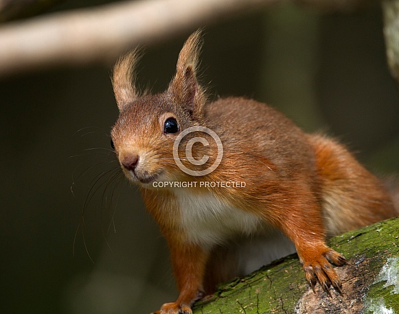 Red Squirrel Red Squirrel