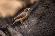 Yellow Billed Oxpecker