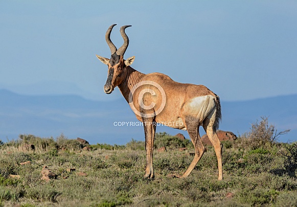 Red Hartebeest