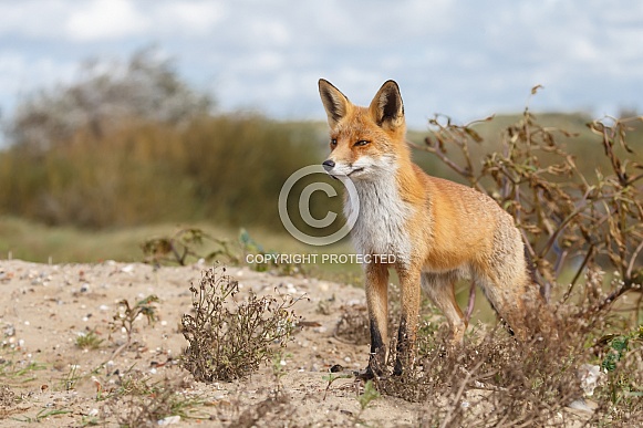 Red fox Red fox