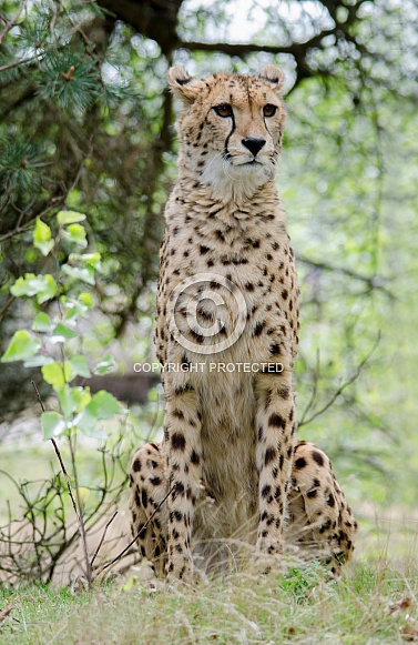 Cheetah