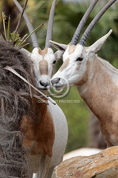 The scimitar oryx (Oryx dammah)