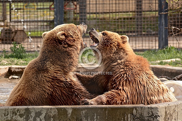 Grizzly Bear Grizzly Bear