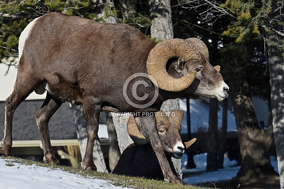 Big Horn Sheep, ram Big Horn Sheep, ram