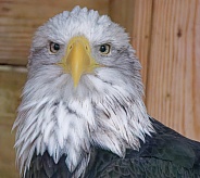 Bald Eagle Head
