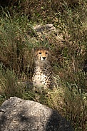 Cheetah portrait sitting in the grass