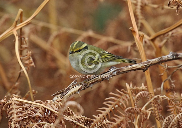 Pallas's Warbler