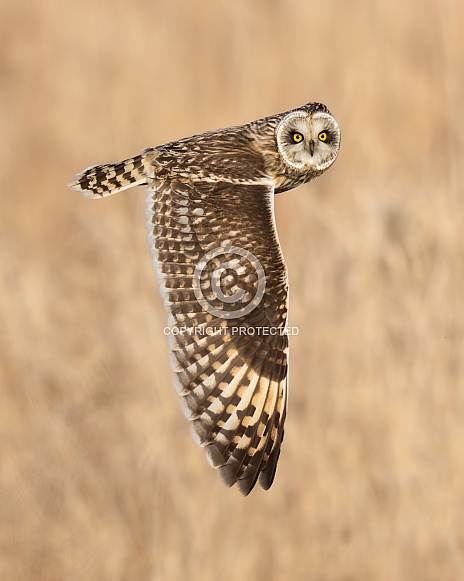 Short-Eared Owl