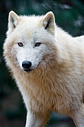White Wolf