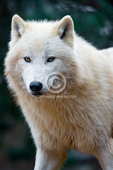 White Wolf