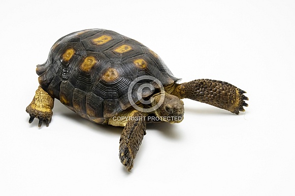 Sonoran Desert Tortoise Sonoran Desert Tortoise