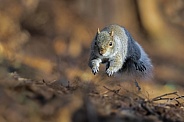 Grey Squirrel running