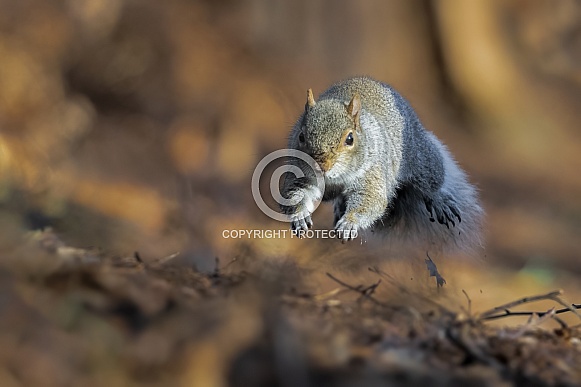 Grey Squirrel running
