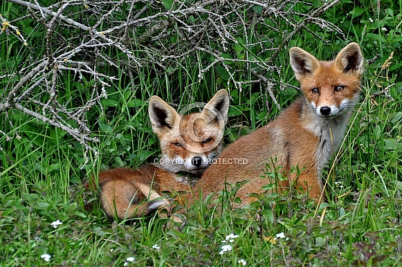 Red Foxes Red Foxes
