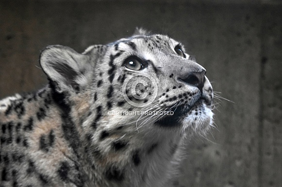 snow leopard snow leopard