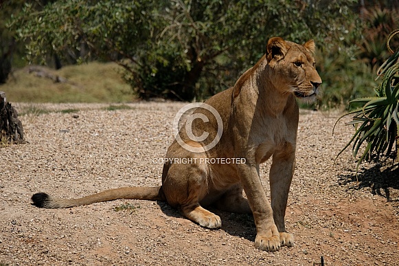 African Lion