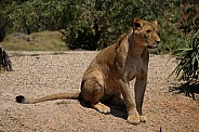 African Lion