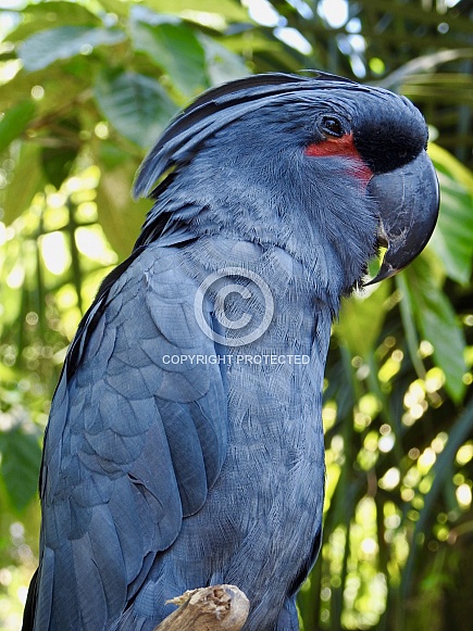 Palm Cockatoo Palm Cockatoo