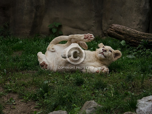 White Lion Cub White Lion Cub