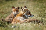 Red fox cubs