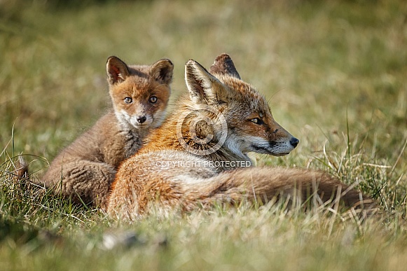 Red fox cubs