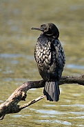 Little black cormorant (wild).