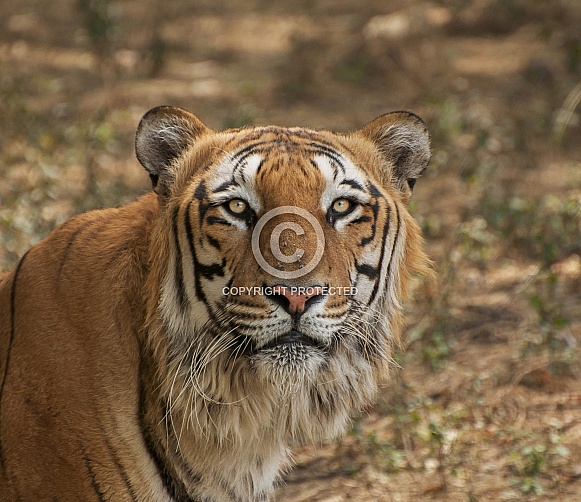 Bengal Tiger Bengal Tiger