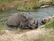 Rhinoceros lying in water