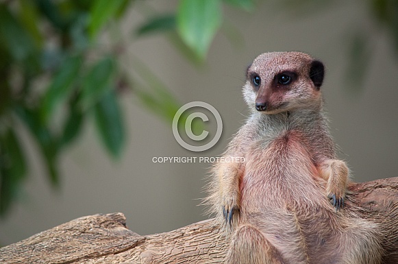 Meerkat