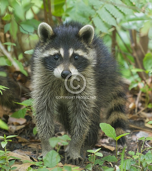 Raccoons