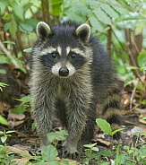 Raccoons