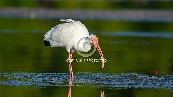 White Ibis (Eudocimus albus)