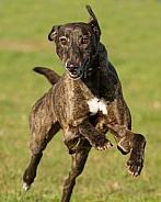 Brindle Greyhound at Speed