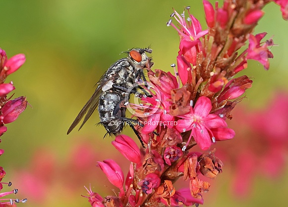 Flesh Fly