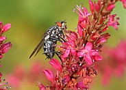 Flesh Fly