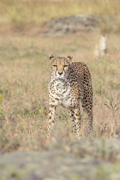 Cheetah Cheetah