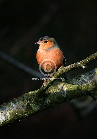 Male Chaffinch