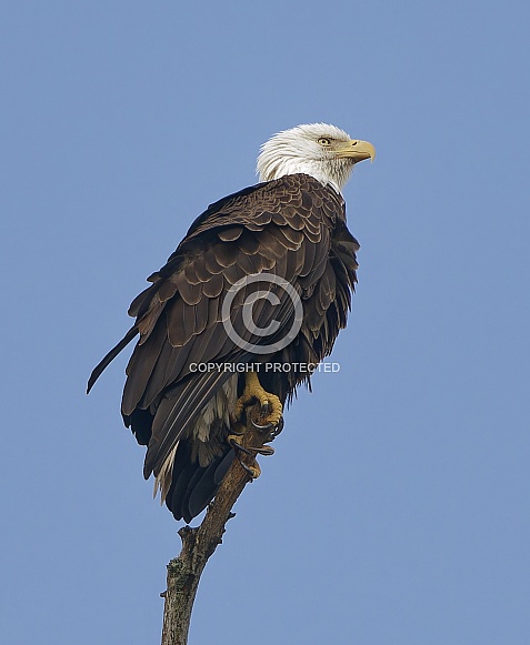 Bald Eagle