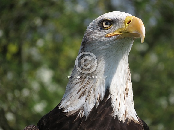 Bald Eagle Bald Eagle