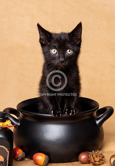 Cute kittens for Halloween