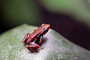 Anthony's poison arrow frog (Epipedobates anthonyi)