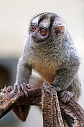 Owl monkey (Aotus griseimembra)