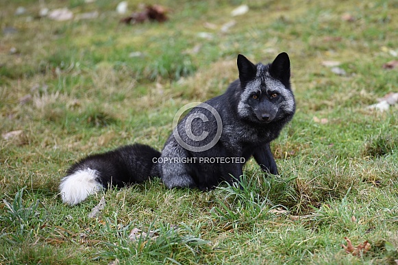 Red Fox - silver phase Red Fox - silver phase