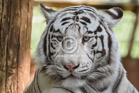 Bengal White Tiger